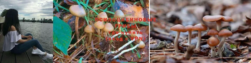 гидра ссылки  Киреевск  Галлюциногенные грибы MAGIC MUSHROOMS 